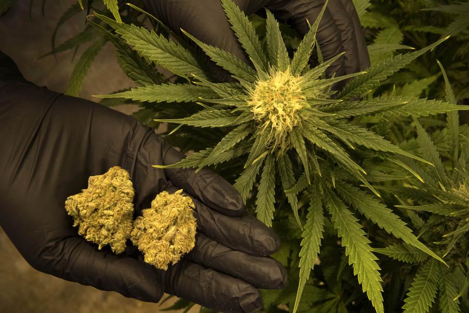 Marijuana Dispensary Credit Card Processing Canada