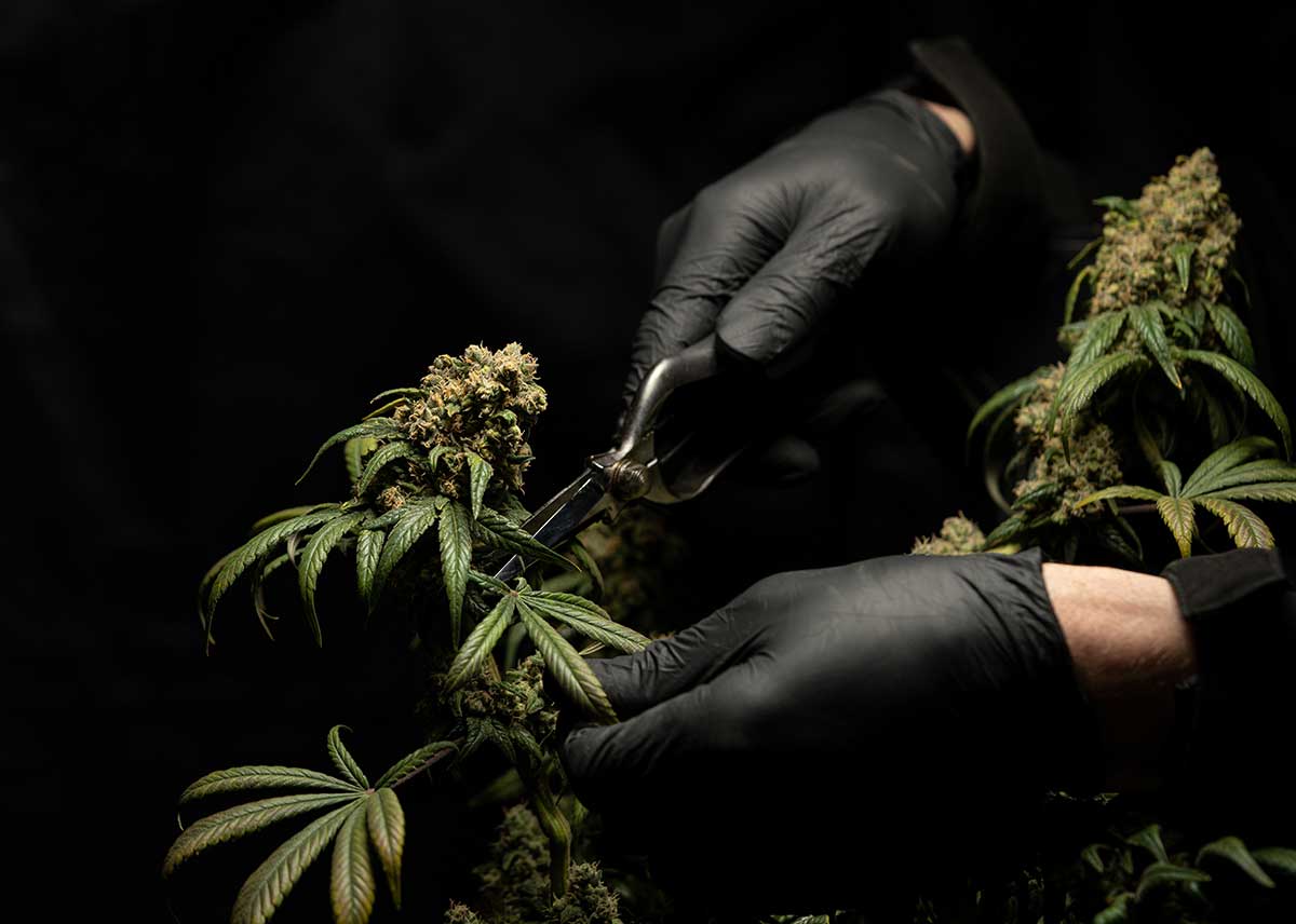 Find the best Cannabis Merchant Services in Canada right here at Brother Processing Solutions.