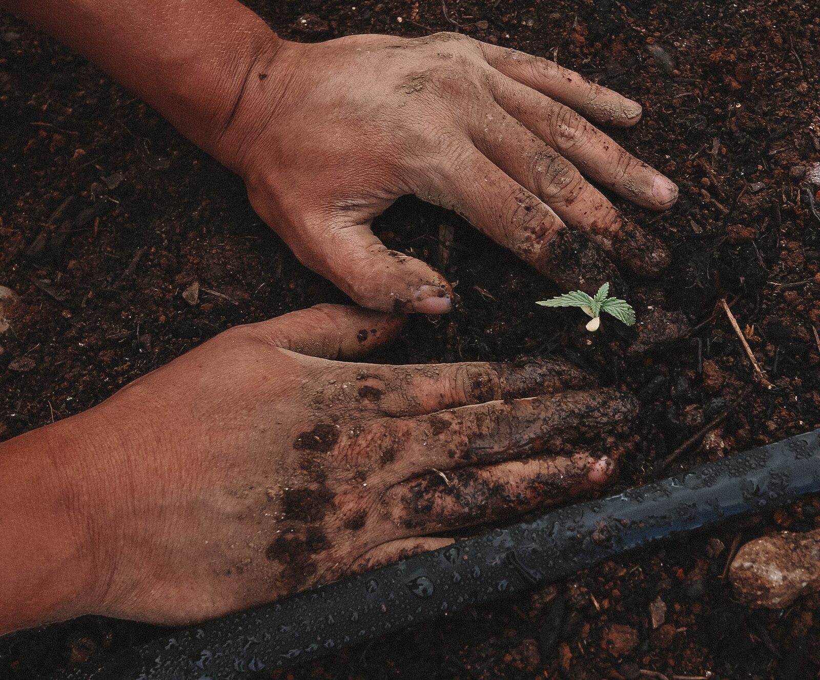 Cannabis seedlings don't know if your credit card processing is set up