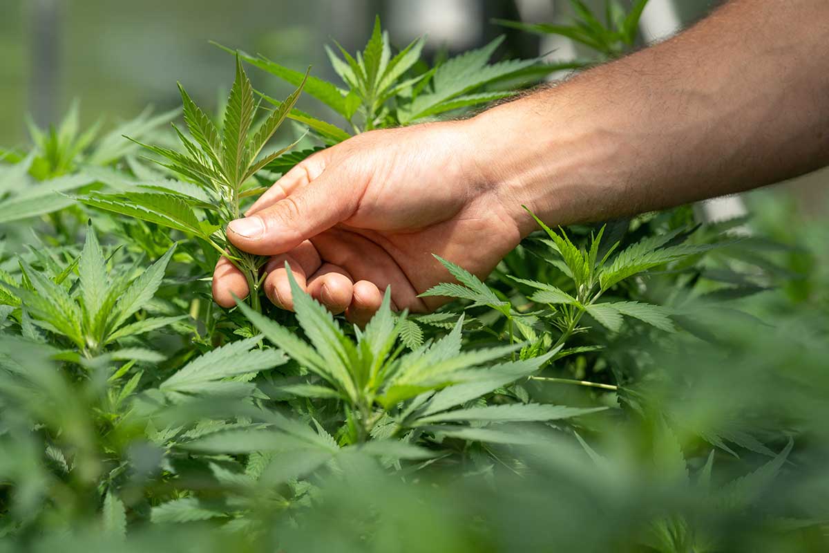 Have a dispensary but can't accept debit card sales? Find the Best Cannabis Cashless ATM solution for your business.