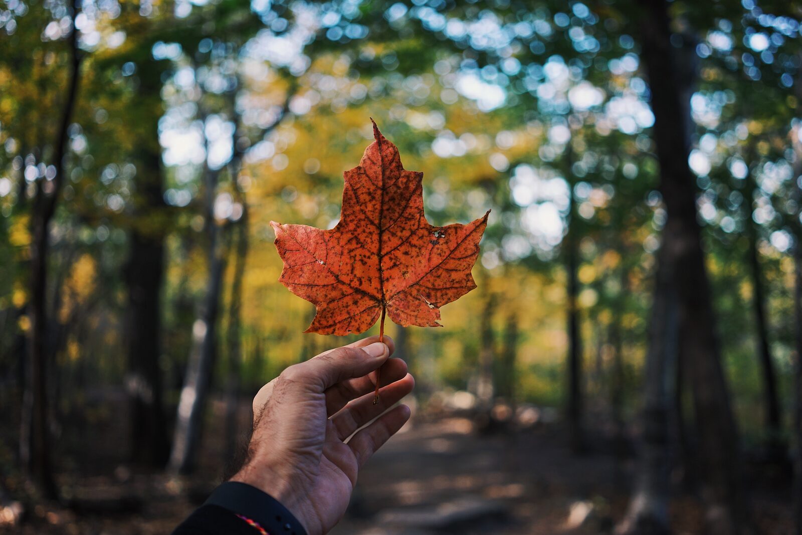 Canadian CBD Credit Card Processing Company