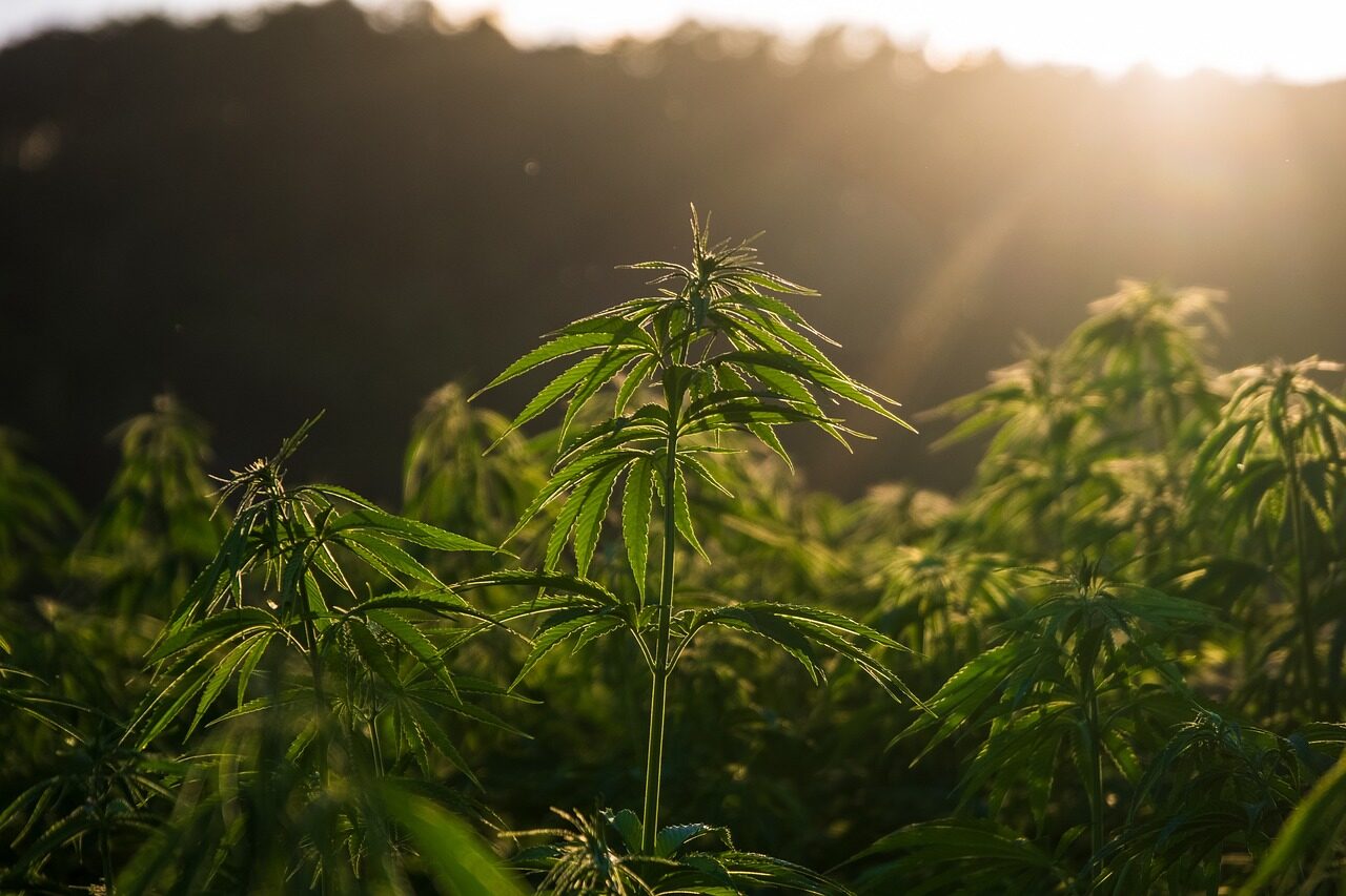Find the best Cannabis Merchant Services Provider here in Canada